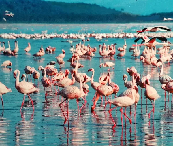 4 Days Big Five Safari