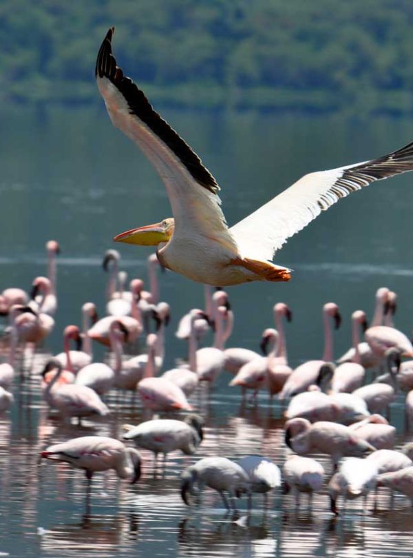 4 Days Big Five Safari Masai Mara