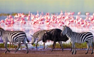 4 Days Big Five Safari Masai Mara kenya safaris
