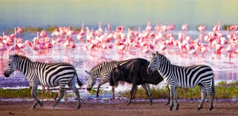 4 Days Big Five Safari Masai Mara kenya safaris