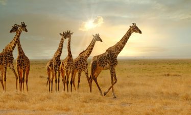 5 Days Kenya & Tanzania Safari