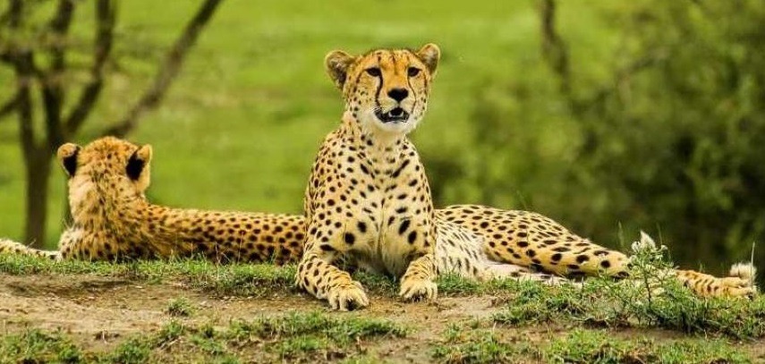 6 Days Masai Mara Nakuru Amboseli Safari Kenya