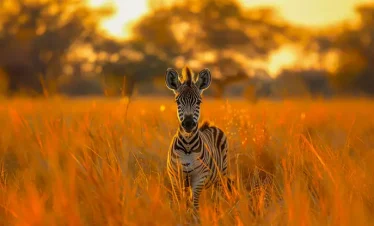 8 days masai mara safaris