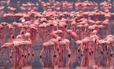 Lake-Nakuru-National-Park