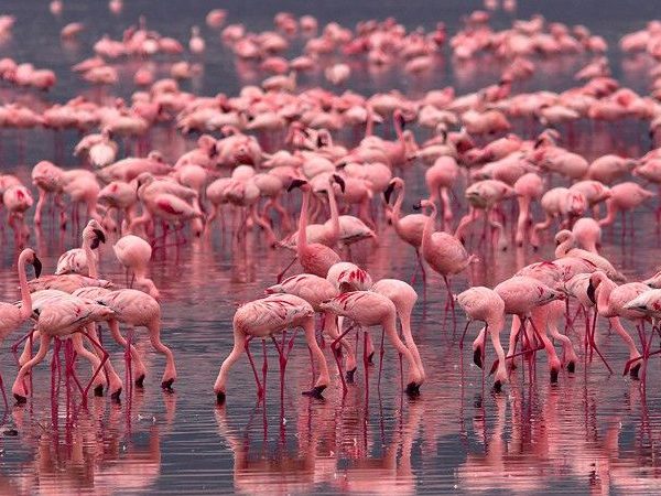 Lake-Nakuru-National-Park
