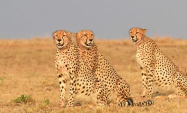 Luxury Samburu & Ol Pejeta Safari