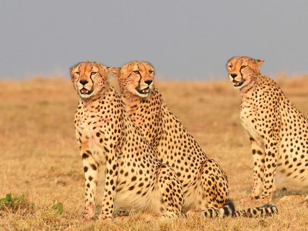 Luxury Samburu & Ol Pejeta Safari