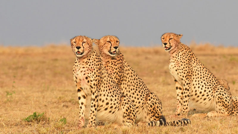 Luxury Samburu & Ol Pejeta Safari