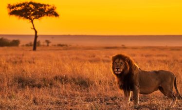 Maasai Mara National Reserve