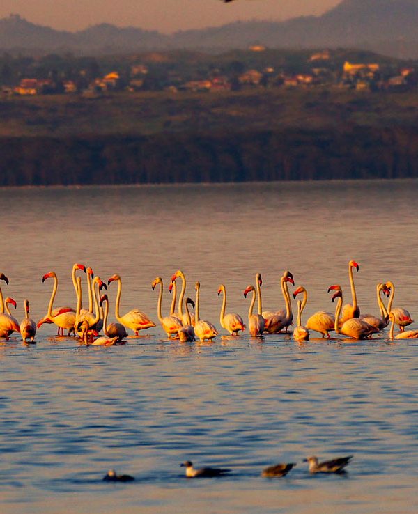Masai Mara Nakuru Amboseli Safari