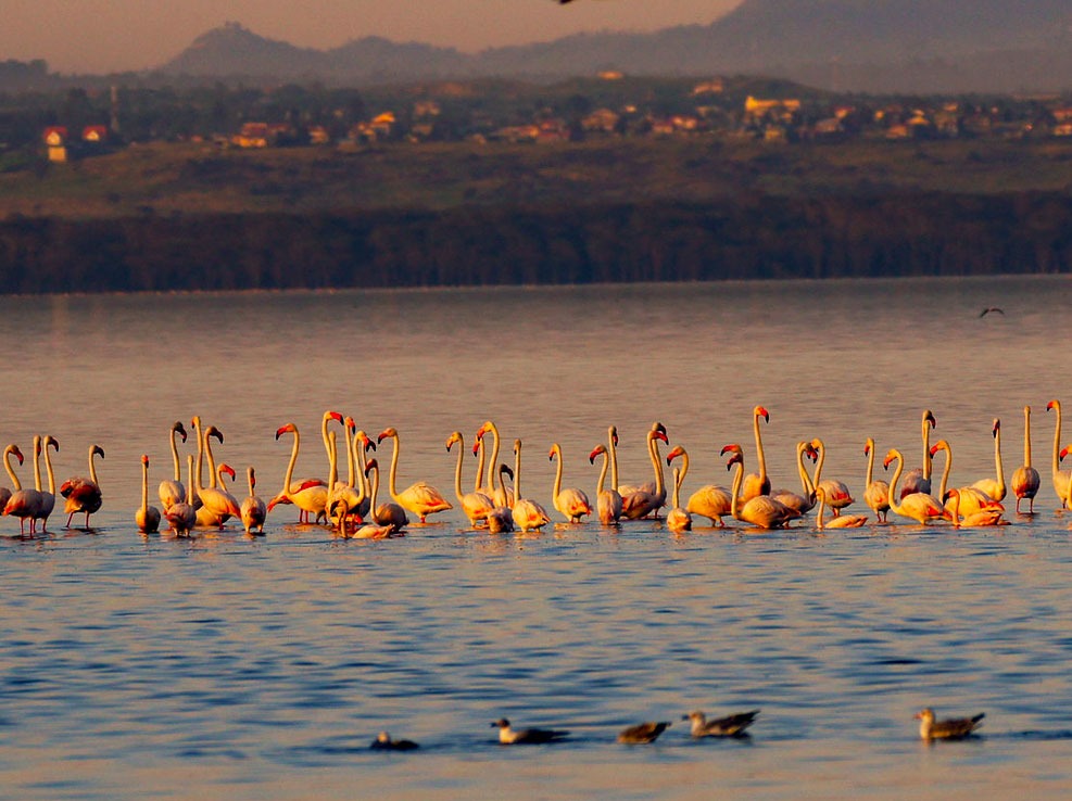 Masai Mara Nakuru Amboseli Safari