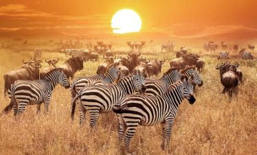 Samburu national park