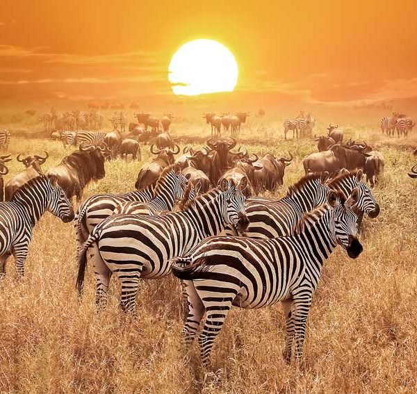 Samburu national park