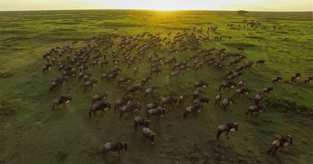 Great migration herds in the Serengeti, Tanzania