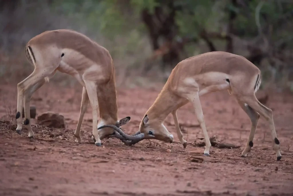 impala-antelopes-mock-battle-with-blurred-background_11zon