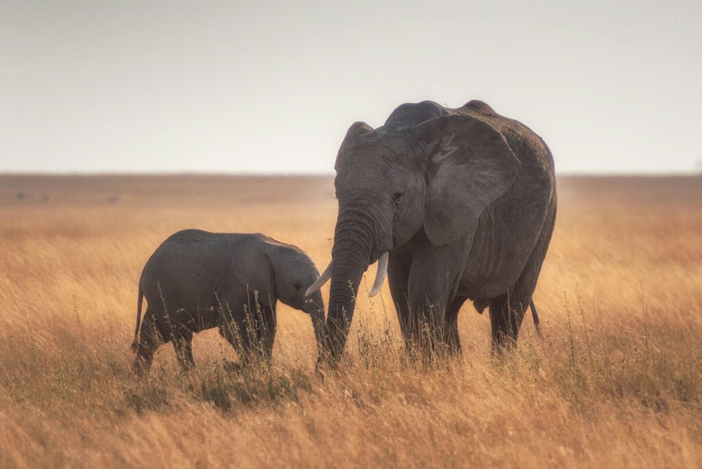 Elephants in Amboseli National Park beneath Mount Kilimanjaro