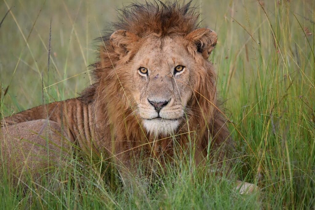 lion, wildlife, nature, masai mara, kenya, national park, male lion, lion's mane, maasai mara, wilderness, freedom, maasai mara, maasai mara, maasai mara, maasai mara, maasai mara