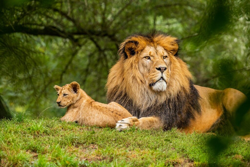 Safari game drive in Kenya with Serval Tours and Travel