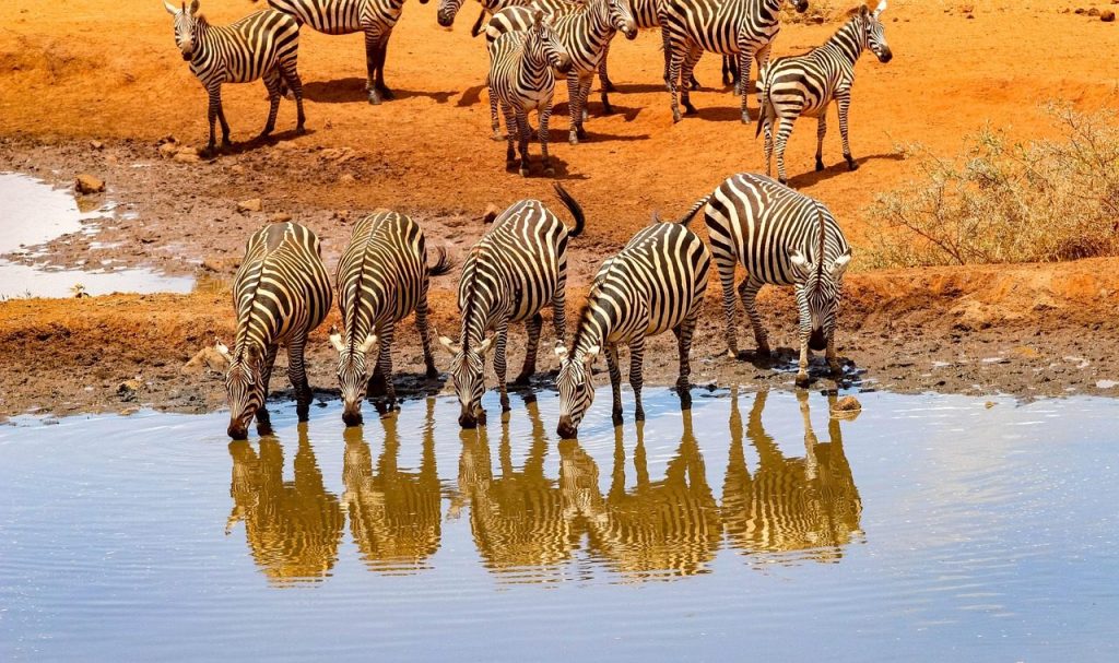 africa, kenya, safari, wildlife, nature, landscape, wilderness, national park, water hole, amboseli, zebras, kenya, kenya, amboseli, amboseli, amboseli, amboseli, amboseli