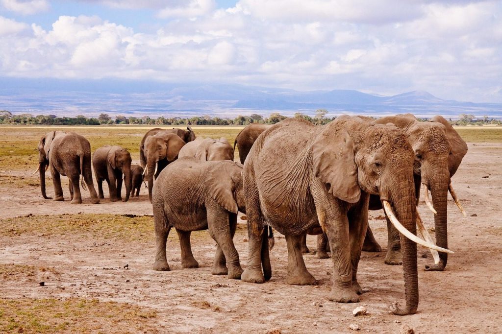 elephants, family, nature, trunks, tusks, pachyderm, large animals, large mammals, wild, wild animals, wilderness, wildlife, africa, amboseli, animal, safari, national park