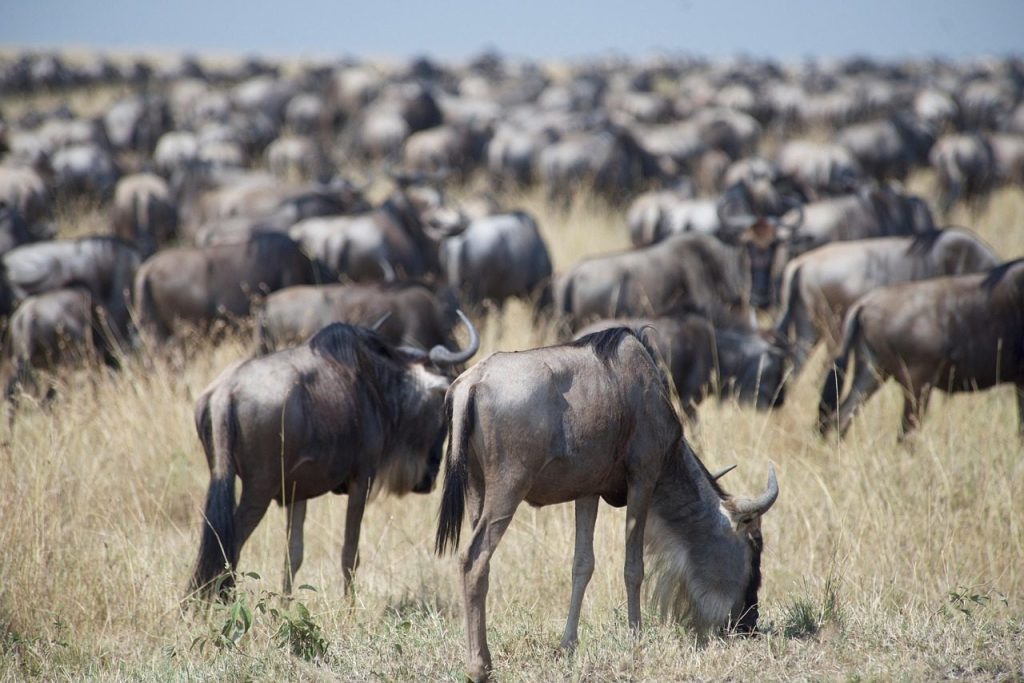 Kenya Safari